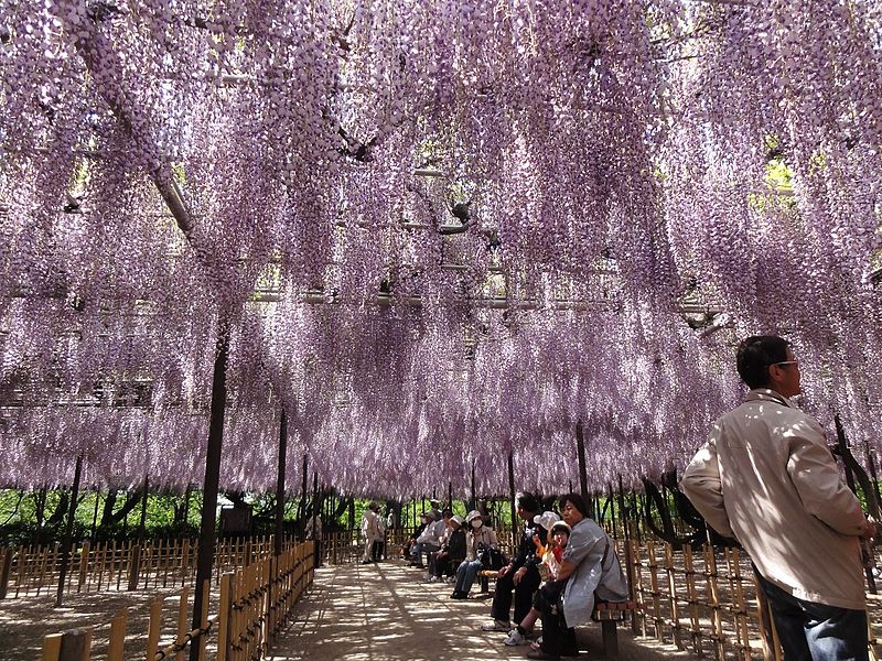 File:Okazaki-Park-Fujimatsuri-1.jpg