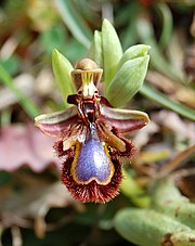 Ophrys speculum subsp. speculum Ophrys ciliata zingaro 038.jpg