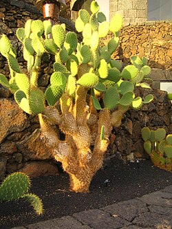 Opuntia leucotricha.jpg