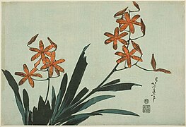 Orange Orchids (桧扇 Hiōgi)