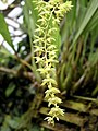 Dendrochilum abbreviatum