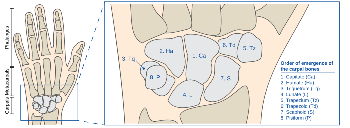 ossification of carpal bones