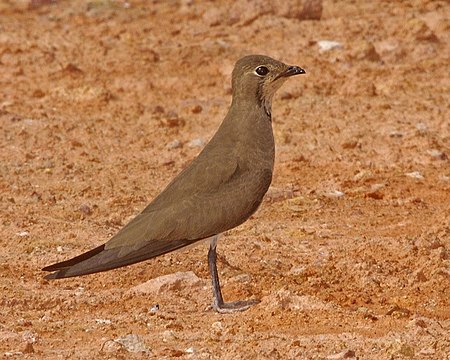 Oriental Pratincole (Glareola maldivarum).jpg