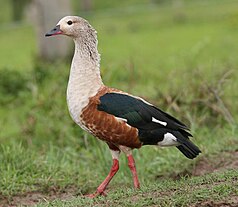 Orinocogans, one of the species found in the national park