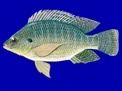 Tilapia du Nil (Oreochromis niloticus)