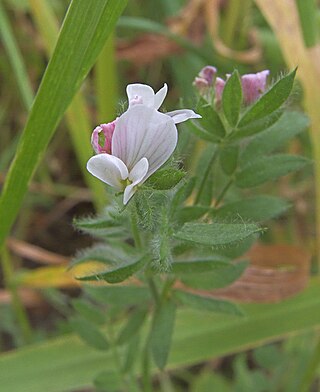 <i>Ornithopus sativus</i> Species of plant in the genus Ornithopus