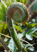 Figur 4.10.  Osmunda japonica.  Unge blade, circinerende præfoliation.