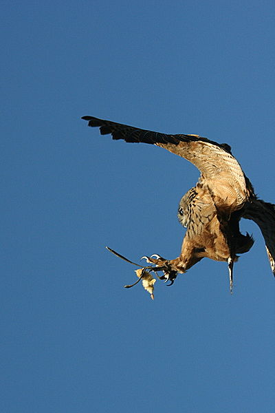 File:Owl catching in flight.jpg