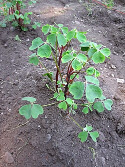Cultivar de Oxalis tuberosa.