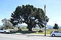 English: A large tree in Pearson Park in Oxford, New Zealand