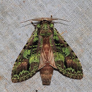 <i>Oxoia</i> Genus of moths