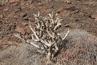 Kleinia neriifolia en novembre à Fuerteventura