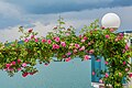 * Nomeamento Rambler roses with lantern on Johannes-Brahms-Promenade, Pörtschach, Carinthia, Austria -- Johann Jaritz 01:40, 3 June 2024 (UTC) * Promoción  Support Good quality. --Екатерина Борисова 02:29, 3 June 2024 (UTC)