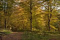 English: Autumnal beeches at the forest road Deutsch: Herbstliche Buchen an der Forststraße