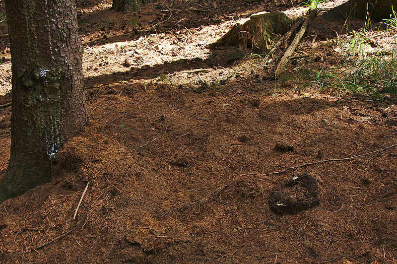 File:Přírodní památka Studený kout, okres Prostějov (06).jpg