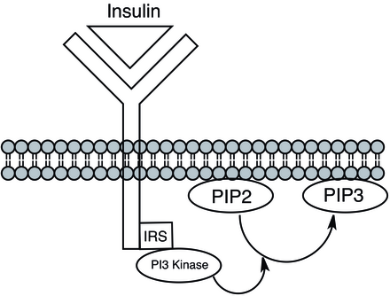 Insulin binding to its receptor leads allows PI3 kinase to dock at the membrane where it can phosphorylate PI lipids