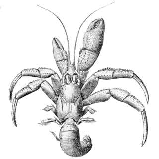 <i>Pagurus acadianus</i> Species of crustacean