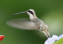 Pucat-bellied Hermit2.jpg