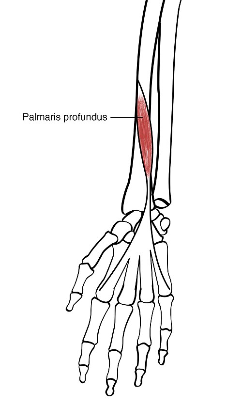 Сгибатели кисти. Пальмарис Лонгус. Palmaris Longus muscle. Palmaris Longus Origin.