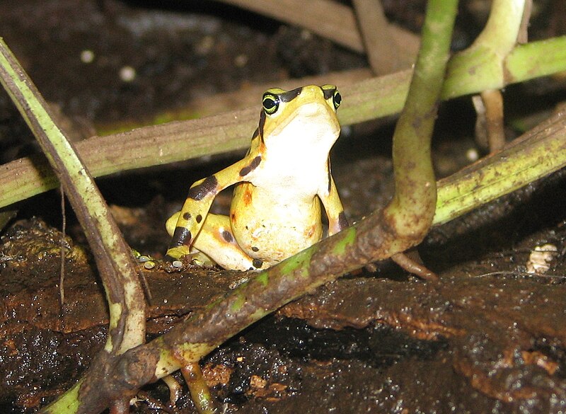 File:PanamonianGoldenFrog3.jpg