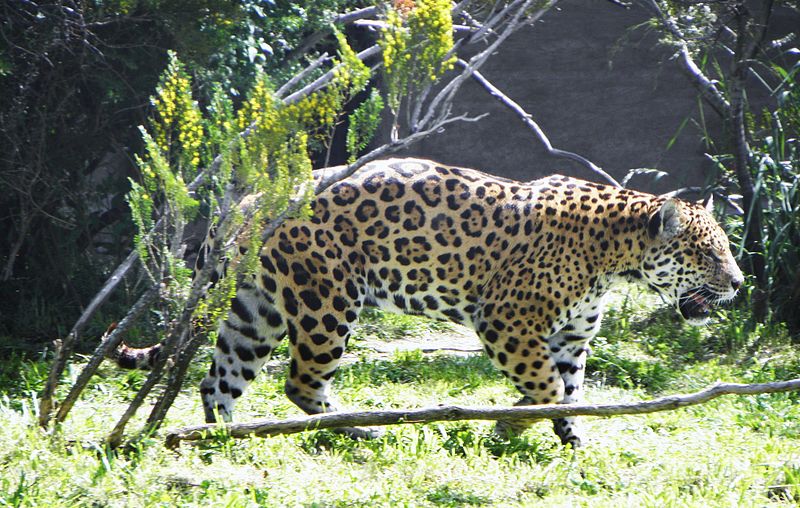 File:Panthera onca palustris (2).JPG