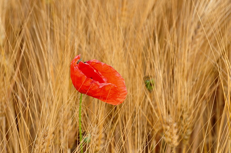 File:Papaver (Roter Mohn) - Affoltern 2011-06-12 20-06-02.JPG