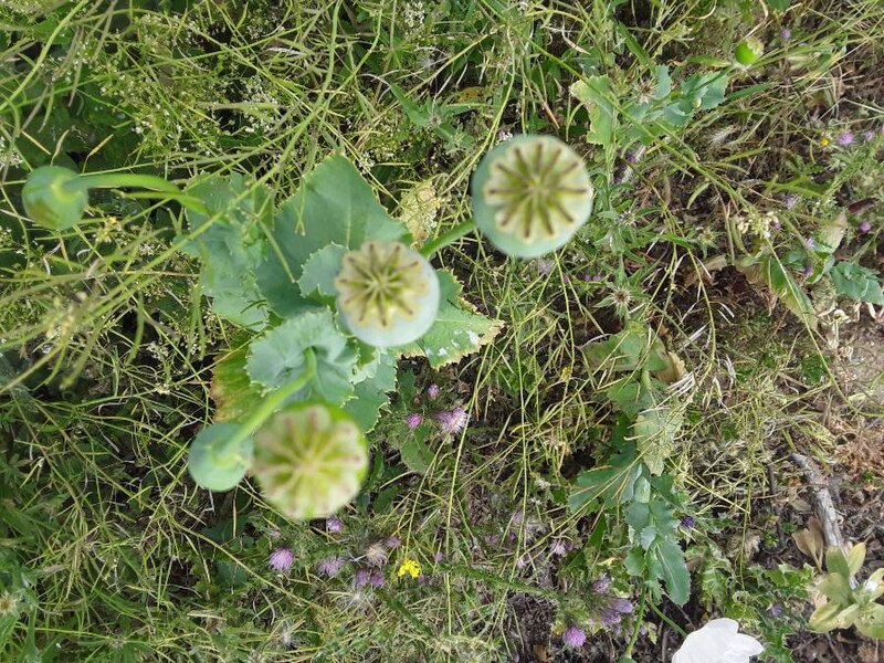 File:Papaver somniferum(amapola blanca) en el entorno del Parque regional del sureste .Velilla de San Antonio.jpg