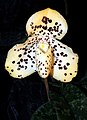 Paphiopedilum wenshanense