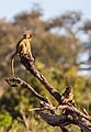 Papión chacma (Papio ursinus), parque nacional de Chobe, Botsuana, 2018-07-28, DD 64.jpg