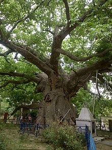 Parijat tree at Kintoor, Barabanki Parijat tree 01.jpg