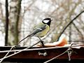 Parus major