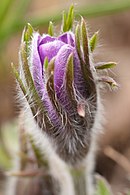 Pasqueflower II 484906082.jpg