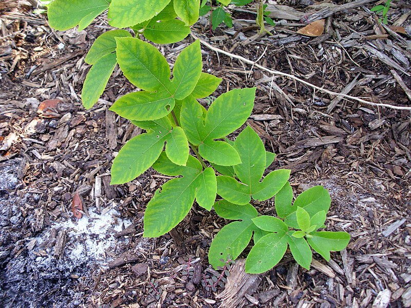 File:Passiflora Passion Vine 2.jpg