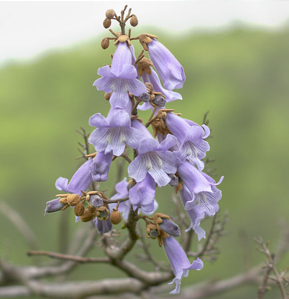 File:Paulownia tomentosa150737420.jpg