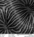 Vista de la unión de dos coralitos de Pavona clavus, mediante microscopio digital a 197x aumentos.