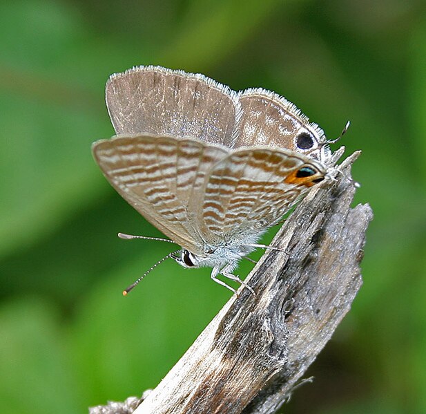 File:Pea Blue (Lampides boeticus) in Hyderabad, AP W IMG 9839.jpg