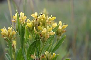 Pearsonia cajanifolia01.jpg