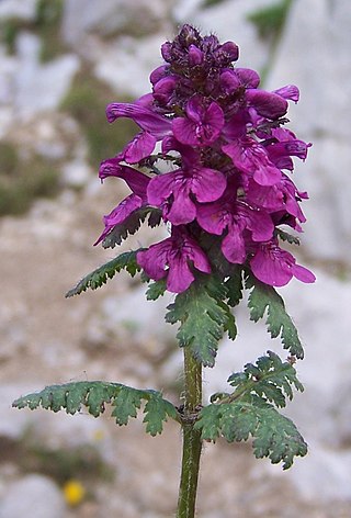 <i>Pedicularis verticillata</i> Species of flowering plant