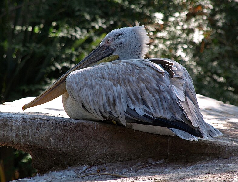 File:Pelecanus crispus - 001.jpg