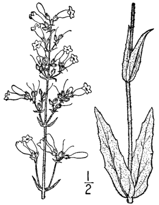 <i>Penstemon pallidus</i> Species of flowering plant