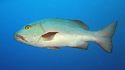 Mangrove snapper - Wikipedia