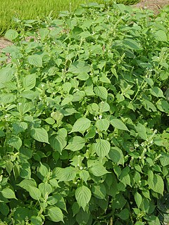 <i>Perilla frutescens</i> Species of flowering plant