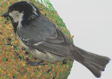 Adult continental coal tit, P. a. ater (note blue-grey back)