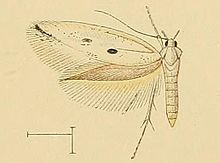 Perittia echiella1.JPG