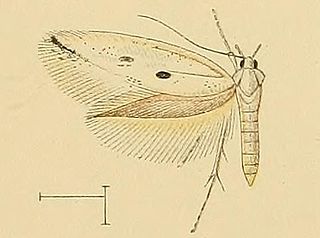 <i>Perittia echiella</i> Species of moth