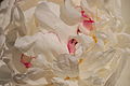 Deutsch: Ameisen auf der Blüte einer weißen Pfingstrose English: ants on a blossom of a white peony Latina: paeonia