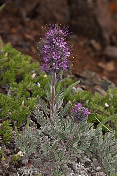 Горски цвет Phacelia sericea, Национални парк Олимпик (САД)