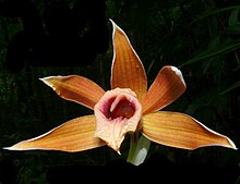 Phaius antoniae raab bustamante.jpg