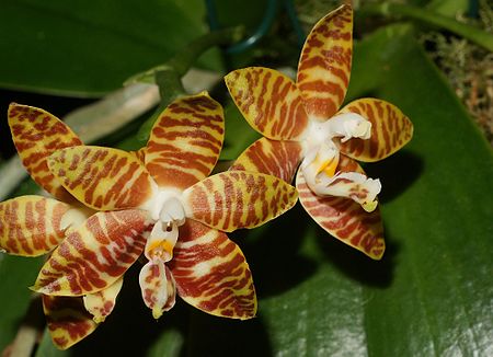 Phalaenopsis_amboinensis
