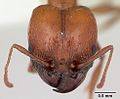 Pheidole bergi casent0178008 head 1. jpg